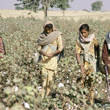 Challenges facing the farmers who grow our cotton